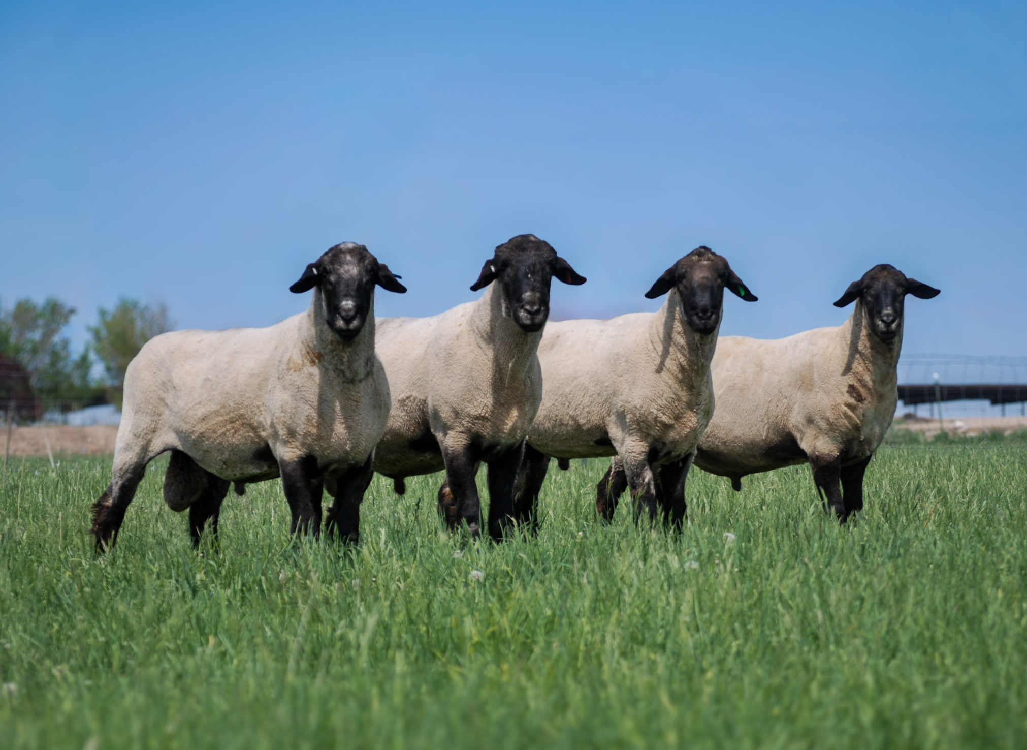 Blattner Suffolks, LLC